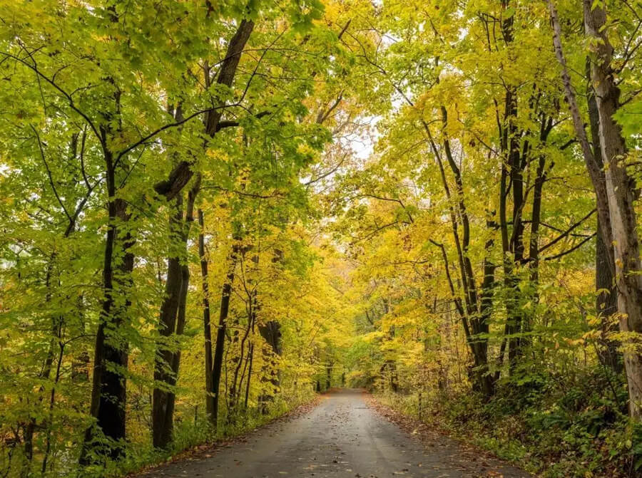 Fall trees and road